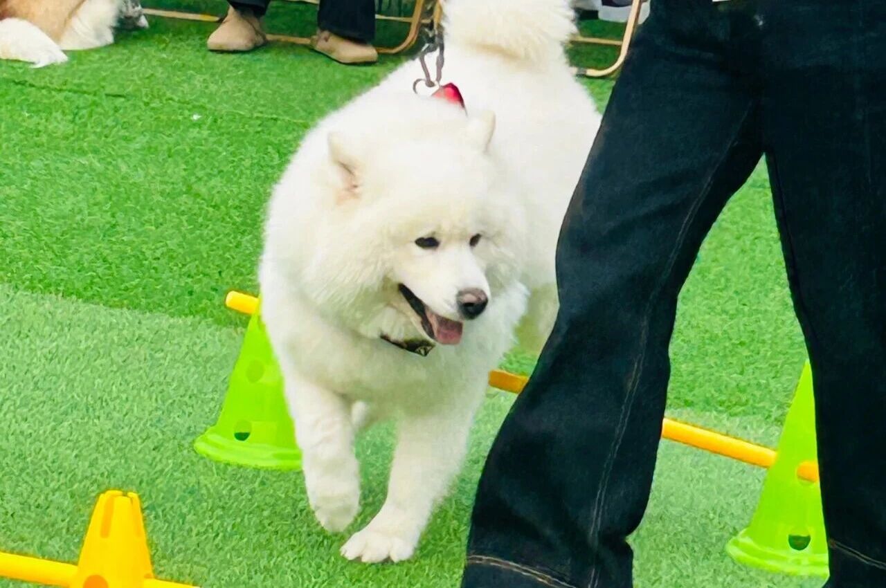 ob�羺��(�й���)���Ӿ���ƽ̨