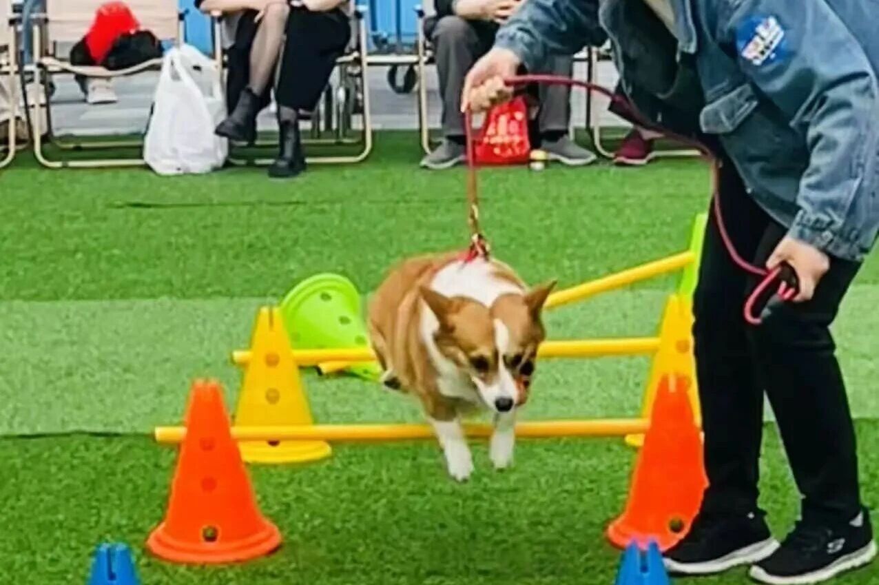 ob�羺��(�й���)���Ӿ���ƽ̨