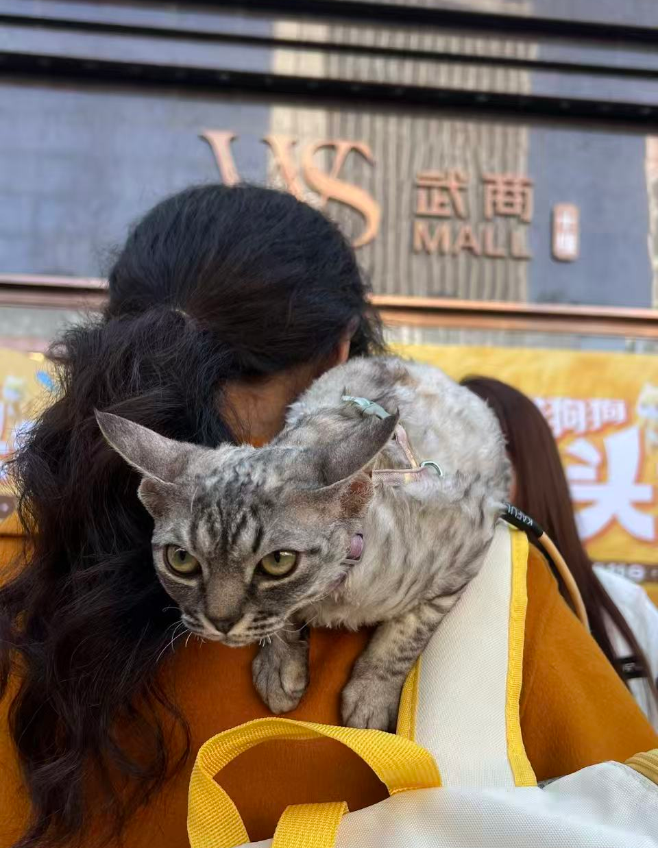 ob�羺��(�й���)���Ӿ���ƽ̨